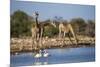 Giraffe (Giraffa Camelopardalis)-Ann and Steve Toon-Mounted Photographic Print