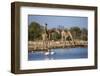 Giraffe (Giraffa Camelopardalis)-Ann and Steve Toon-Framed Photographic Print