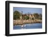 Giraffe (Giraffa Camelopardalis)-Ann and Steve Toon-Framed Photographic Print