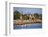 Giraffe (Giraffa Camelopardalis)-Ann and Steve Toon-Framed Photographic Print