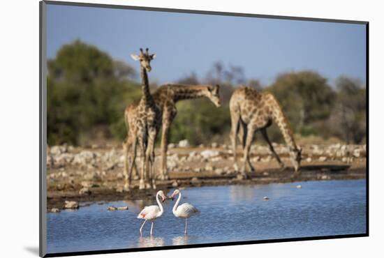 Giraffe (Giraffa Camelopardalis)-Ann and Steve Toon-Mounted Photographic Print