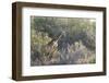 Giraffe (Giraffa Camelopardalis)-Kim Walker-Framed Photographic Print