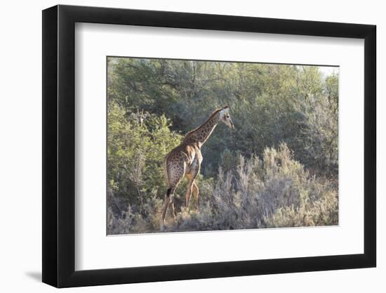 Giraffe (Giraffa Camelopardalis)-Kim Walker-Framed Photographic Print