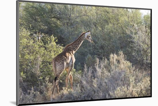 Giraffe (Giraffa Camelopardalis)-Kim Walker-Mounted Photographic Print