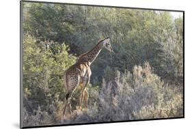 Giraffe (Giraffa Camelopardalis)-Kim Walker-Mounted Photographic Print