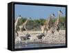 Giraffe (Giraffa Camelopardis) and Zebras (Equus Burchelli), Etosha Nat'l Park, Namibia-Kim Walker-Framed Stretched Canvas