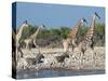 Giraffe (Giraffa Camelopardis) and Zebras (Equus Burchelli), Etosha Nat'l Park, Namibia-Kim Walker-Stretched Canvas