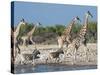 Giraffe (Giraffa Camelopardis) and Zebras (Equus Burchelli), Etosha Nat'l Park, Namibia-Kim Walker-Stretched Canvas