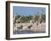 Giraffe (Giraffa Camelopardis) and Zebras (Equus Burchelli), Etosha Nat'l Park, Namibia-Kim Walker-Framed Photographic Print