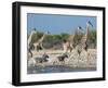 Giraffe (Giraffa Camelopardis) and Zebras (Equus Burchelli), Etosha Nat'l Park, Namibia-Kim Walker-Framed Photographic Print