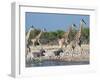 Giraffe (Giraffa Camelopardis) and Zebras (Equus Burchelli), Etosha Nat'l Park, Namibia-Kim Walker-Framed Photographic Print