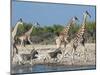 Giraffe (Giraffa Camelopardis) and Zebras (Equus Burchelli), Etosha Nat'l Park, Namibia-Kim Walker-Mounted Photographic Print