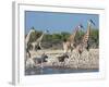 Giraffe (Giraffa Camelopardis) and Zebras (Equus Burchelli), Etosha Nat'l Park, Namibia-Kim Walker-Framed Photographic Print