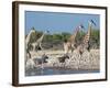 Giraffe (Giraffa Camelopardis) and Zebras (Equus Burchelli), Etosha Nat'l Park, Namibia-Kim Walker-Framed Photographic Print