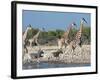 Giraffe (Giraffa Camelopardis) and Zebras (Equus Burchelli), Etosha Nat'l Park, Namibia-Kim Walker-Framed Photographic Print