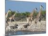 Giraffe (Giraffa Camelopardis) and Zebras (Equus Burchelli), Etosha Nat'l Park, Namibia-Kim Walker-Mounted Photographic Print