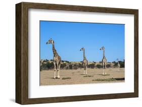 Giraffe (Giraffe camelopardalis), Kgalagadi Transfrontier Park-Ann and Steve Toon-Framed Photographic Print