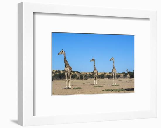 Giraffe (Giraffe camelopardalis), Kgalagadi Transfrontier Park-Ann and Steve Toon-Framed Photographic Print