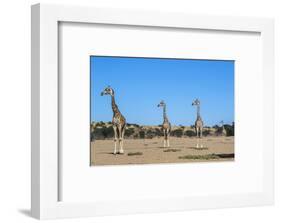 Giraffe (Giraffe camelopardalis), Kgalagadi Transfrontier Park-Ann and Steve Toon-Framed Photographic Print