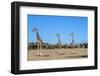 Giraffe (Giraffe camelopardalis), Kgalagadi Transfrontier Park-Ann and Steve Toon-Framed Photographic Print