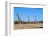 Giraffe (Giraffe camelopardalis), Kgalagadi Transfrontier Park-Ann and Steve Toon-Framed Photographic Print