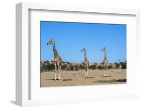 Giraffe (Giraffe camelopardalis), Kgalagadi Transfrontier Park-Ann and Steve Toon-Framed Photographic Print