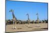 Giraffe (Giraffe camelopardalis), Kgalagadi Transfrontier Park-Ann and Steve Toon-Mounted Photographic Print