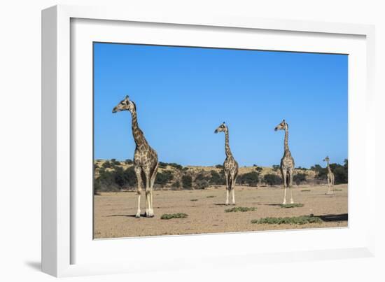 Giraffe (Giraffe camelopardalis), Kgalagadi Transfrontier Park-Ann and Steve Toon-Framed Photographic Print