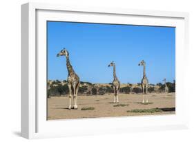Giraffe (Giraffe camelopardalis), Kgalagadi Transfrontier Park-Ann and Steve Toon-Framed Photographic Print
