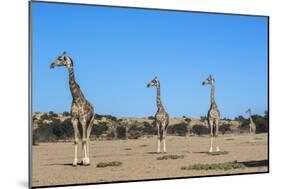 Giraffe (Giraffe camelopardalis), Kgalagadi Transfrontier Park-Ann and Steve Toon-Mounted Photographic Print