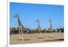 Giraffe (Giraffe camelopardalis), Kgalagadi Transfrontier Park-Ann and Steve Toon-Framed Photographic Print