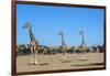 Giraffe (Giraffe camelopardalis), Kgalagadi Transfrontier Park-Ann and Steve Toon-Framed Photographic Print