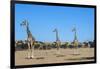 Giraffe (Giraffe camelopardalis), Kgalagadi Transfrontier Park-Ann and Steve Toon-Framed Photographic Print