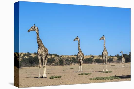 Giraffe (Giraffe camelopardalis), Kgalagadi Transfrontier Park-Ann and Steve Toon-Stretched Canvas