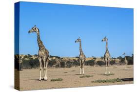 Giraffe (Giraffe camelopardalis), Kgalagadi Transfrontier Park-Ann and Steve Toon-Stretched Canvas