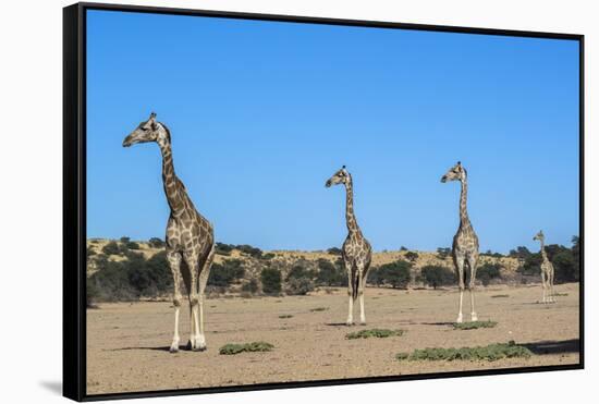 Giraffe (Giraffe camelopardalis), Kgalagadi Transfrontier Park-Ann and Steve Toon-Framed Stretched Canvas