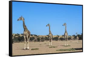 Giraffe (Giraffe camelopardalis), Kgalagadi Transfrontier Park-Ann and Steve Toon-Framed Stretched Canvas