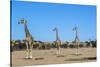 Giraffe (Giraffe camelopardalis), Kgalagadi Transfrontier Park-Ann and Steve Toon-Stretched Canvas