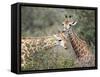 Giraffe (Giraffe Camelopardalis), Mala Mala Game Reserve, Sabi Sand Park, South Africa, Africa-Sergio Pitamitz-Framed Stretched Canvas