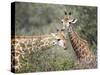 Giraffe (Giraffe Camelopardalis), Mala Mala Game Reserve, Sabi Sand Park, South Africa, Africa-Sergio Pitamitz-Stretched Canvas