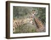 Giraffe (Giraffe Camelopardalis), Mala Mala Game Reserve, Sabi Sand Park, South Africa, Africa-Sergio Pitamitz-Framed Photographic Print