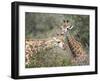 Giraffe (Giraffe Camelopardalis), Mala Mala Game Reserve, Sabi Sand Park, South Africa, Africa-Sergio Pitamitz-Framed Photographic Print