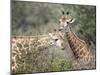 Giraffe (Giraffe Camelopardalis), Mala Mala Game Reserve, Sabi Sand Park, South Africa, Africa-Sergio Pitamitz-Mounted Photographic Print