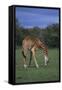 Giraffe Grazing-DLILLC-Framed Stretched Canvas