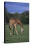 Giraffe Grazing-DLILLC-Stretched Canvas