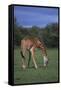 Giraffe Grazing-DLILLC-Framed Stretched Canvas