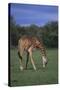 Giraffe Grazing-DLILLC-Stretched Canvas