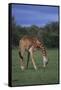 Giraffe Grazing-DLILLC-Framed Stretched Canvas