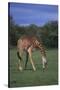 Giraffe Grazing-DLILLC-Stretched Canvas