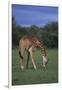 Giraffe Grazing-DLILLC-Framed Photographic Print